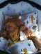 5-elementowa pościel do łóżeczka Waffle Zwierzęta w Lesie